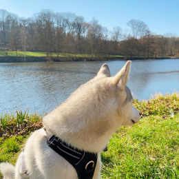 Dorine profile