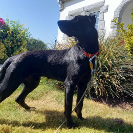 Stitch profile