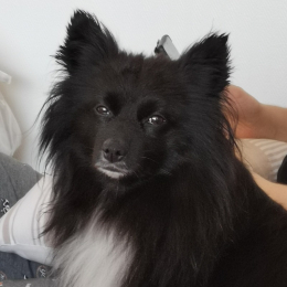 Hixy profile