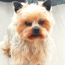 Spot profile