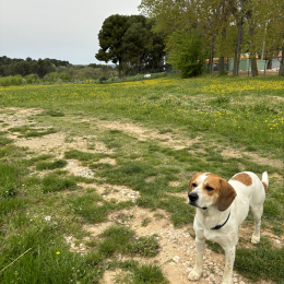 Campo profile