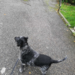 Braxie profile