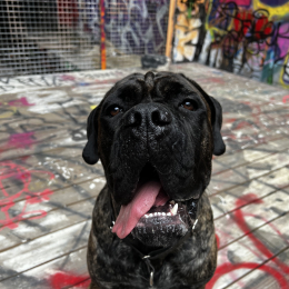 Doggo profile