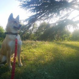 Doggo profile