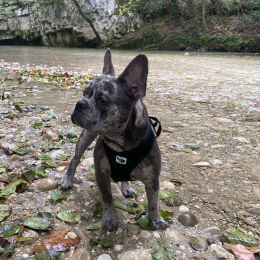 Groot profile