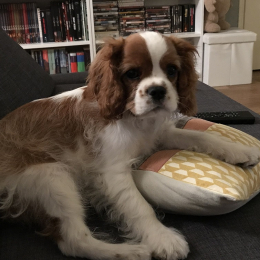 Oscar profile