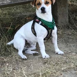 Milo profile