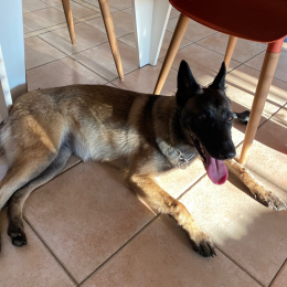 Tia profile