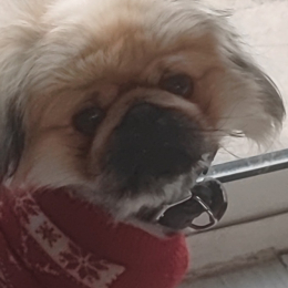 Baloo profile