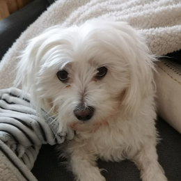 Tchoupi profile