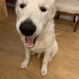 Sam profile