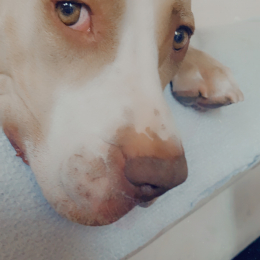 Nala profile