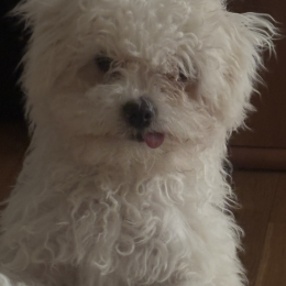 Coco profile
