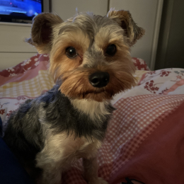 Ralph profile