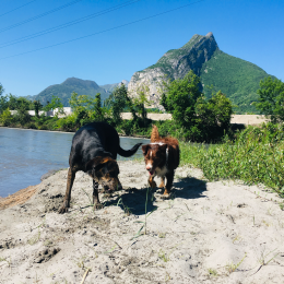 Polak et laya profile