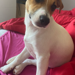 Stella profile