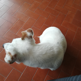 Doggo profile