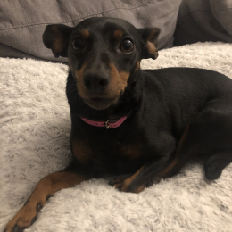 Laika profile