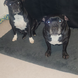 Laya et nikita profile