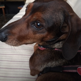 Teo profile