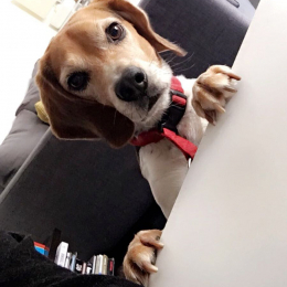 Fidele profile