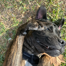 Kaiser profile