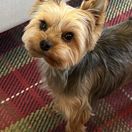 Teddy profile