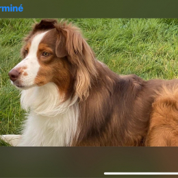 Rafie profile