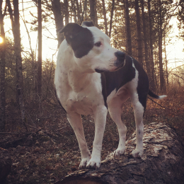 Jah profile