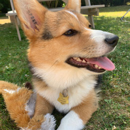 Nova profile