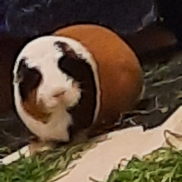 Delphine profile