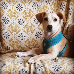 Agnes profile
