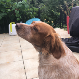 Doggo profile