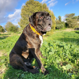 Lloyd profile