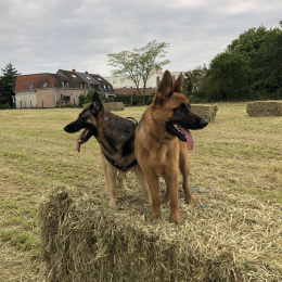 Usko et nouk profile