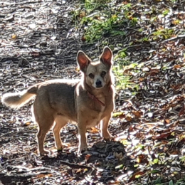 Mischka profile