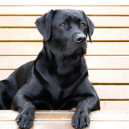 Filou profile
