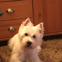 Tintin profile