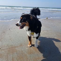 Vasco profile