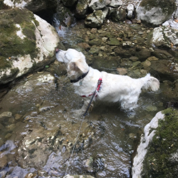 Orphee profile