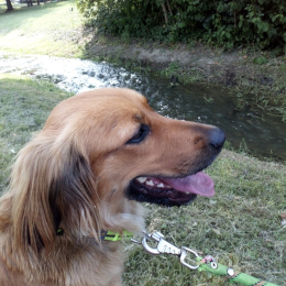 Oscar profile