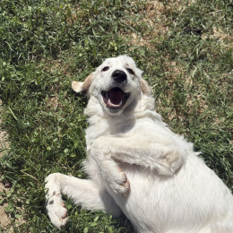 Summer profile