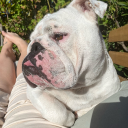 Piper profile