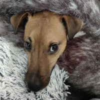 Spéculoos profile