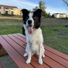Tallia profile
