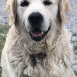 Simba profile