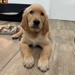 Arlo profile