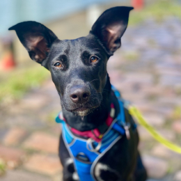 Gioia (jojo) profile