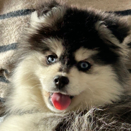 Loki profile