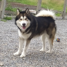 Olaf profile
